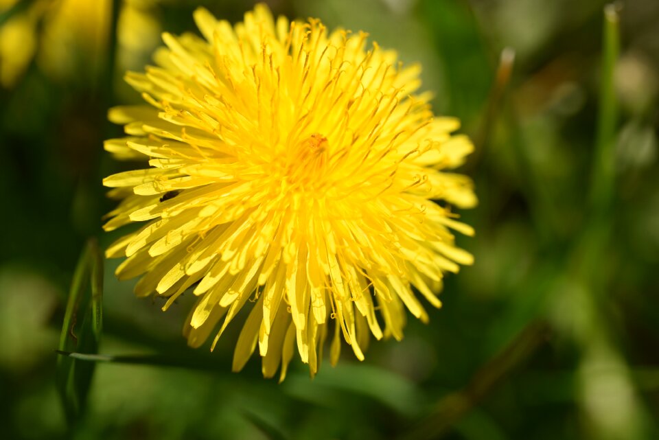 Yellow flower plant