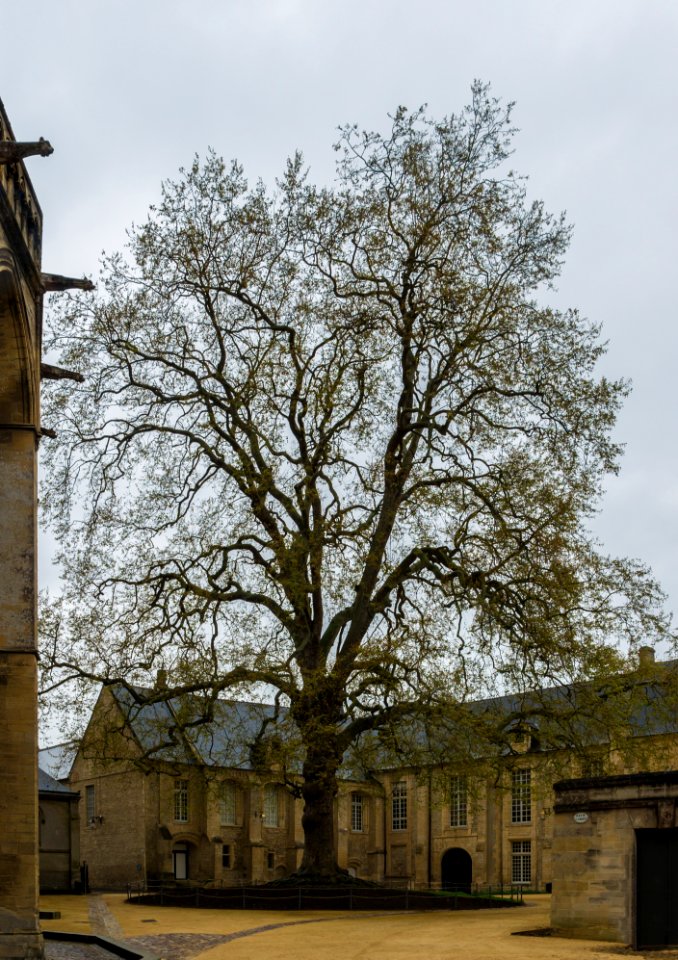 Arbre de la Liberté Bayeux