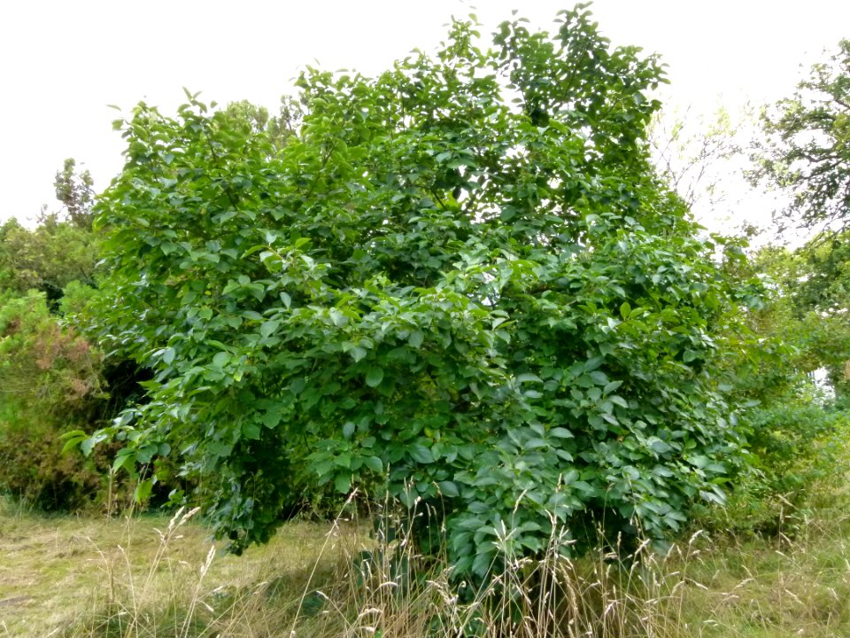 Arbre aux Kakis - Jardin Agronomique Tropical