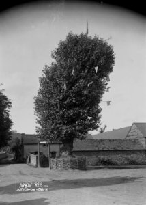 Arbor tree, Aston-on-Clun (1294745)