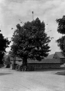 Arbor tree, Aston on Clun (1294208)