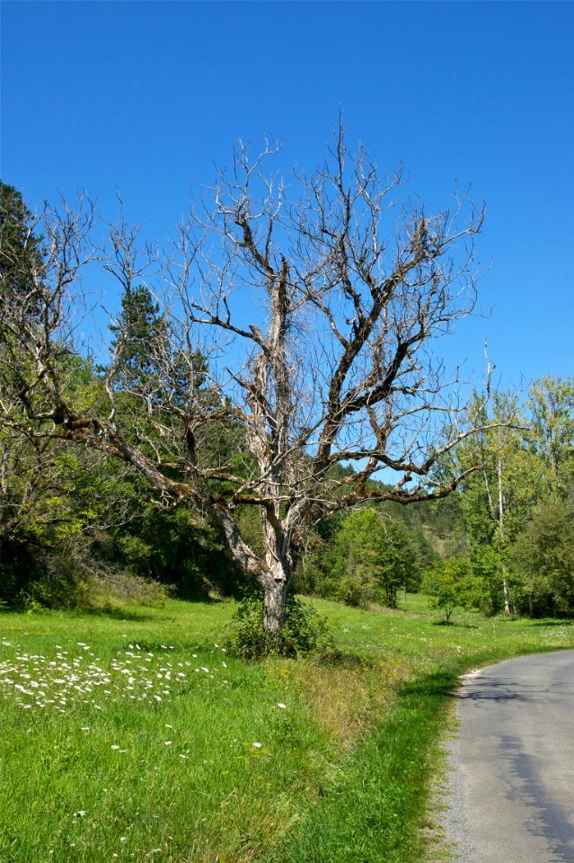 Arbre mort Dordogne