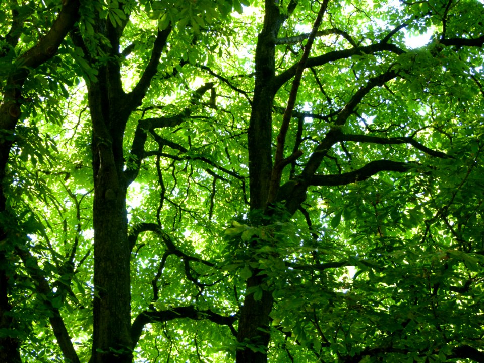 Arbres au jardin Albert Kahn 7