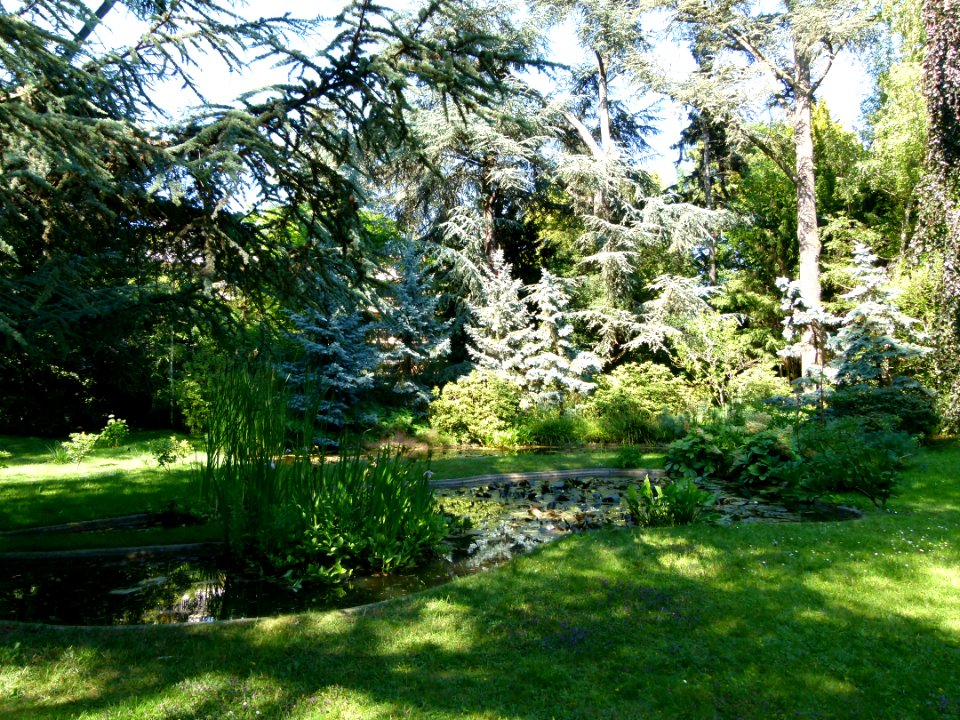 Arbres au jardin Albert Kahn 8