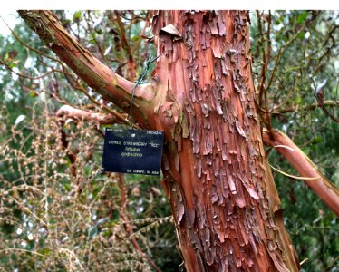 Arbutus andrachne - bark
