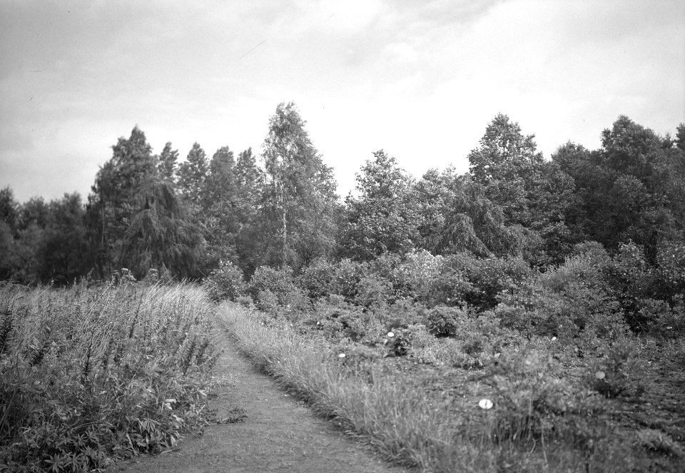 Arboretum van het landgoed De Snippert te Losser, Bestanddeelnr 192-1016