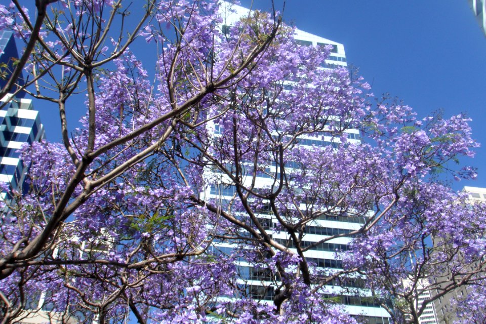Arbre de glycines devant un building à Sydney