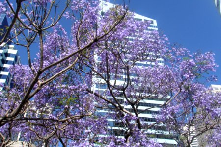 Arbre de glycines devant un building à Sydney