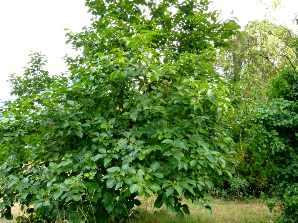 Arbre aux Kakis - Jardin Agronomique Tropical 2