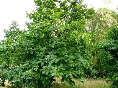 Arbre aux Kakis - Jardin Agronomique Tropical 2