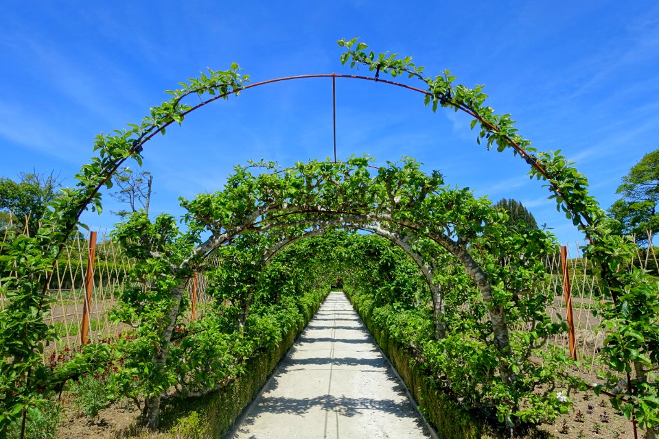 Arbor walkway - Lost Gardens of Heligan - Cornwall, England - DSC02852