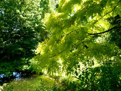 Arbres au jardin Albert Kahn