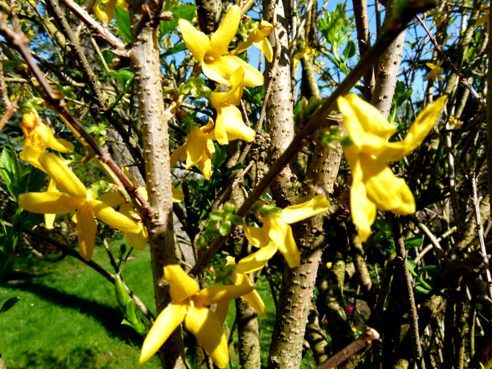 Arbrisseau en fleurs