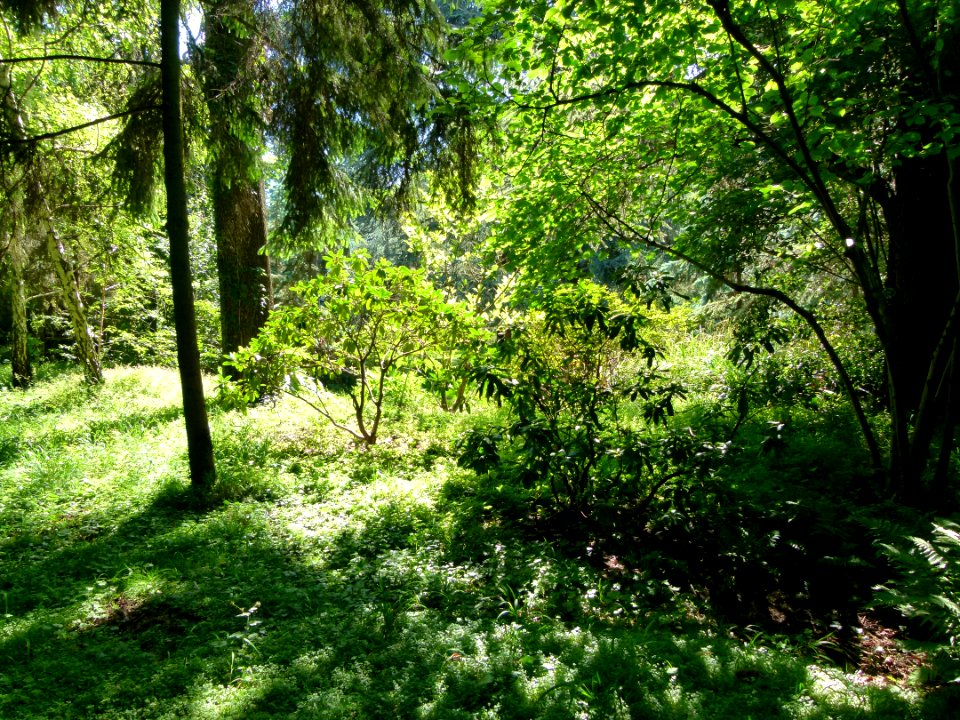 Arbres au jardin Albert Kahn 3