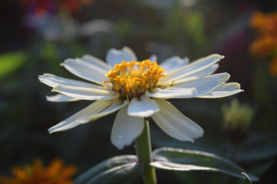 White blossom sunlight beautiful