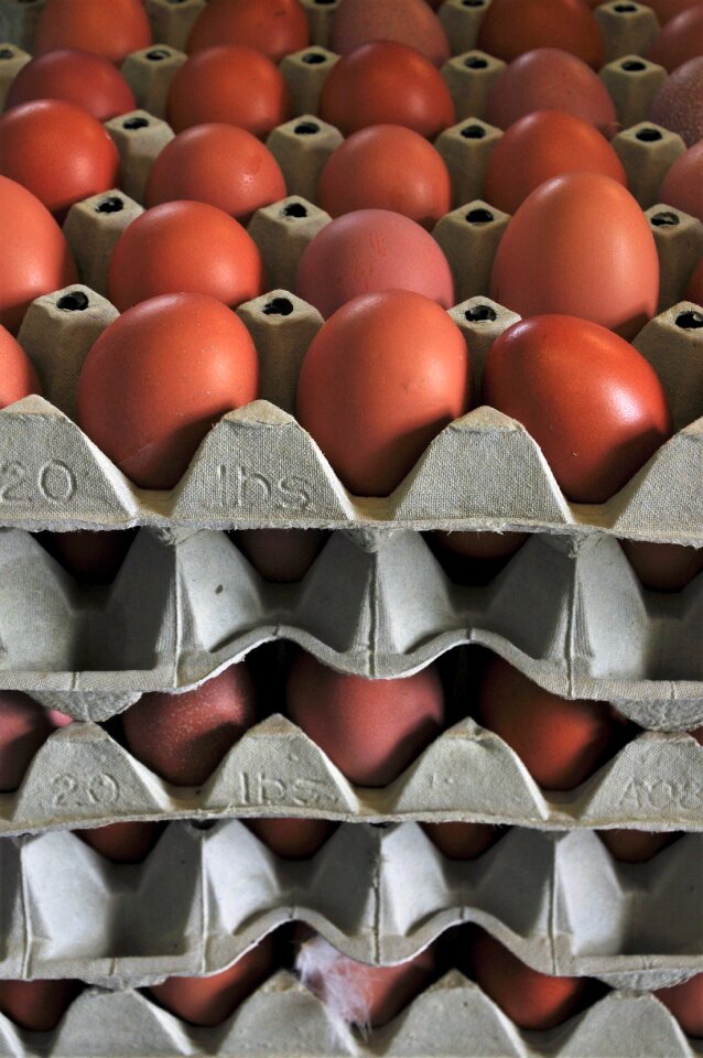 Nutrition food egg carton