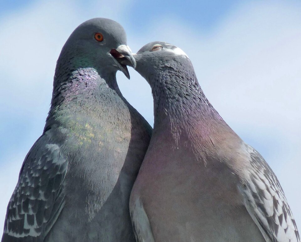 Nature whisper sweet nothings animals