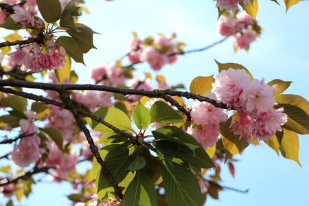 Flower spring cherry photo