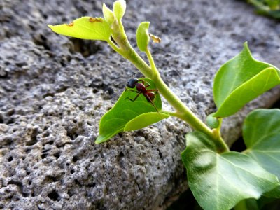 Ant-on-Plant photo