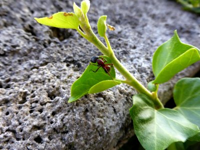 Ant-on-Plant