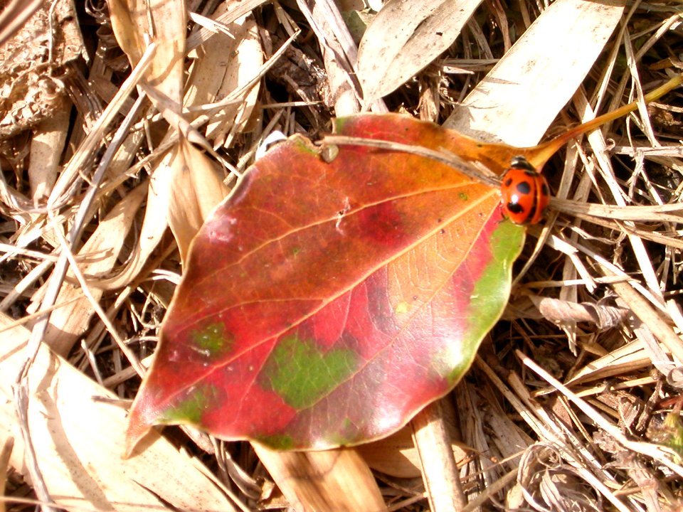 Apanese nature leaf and ladybird