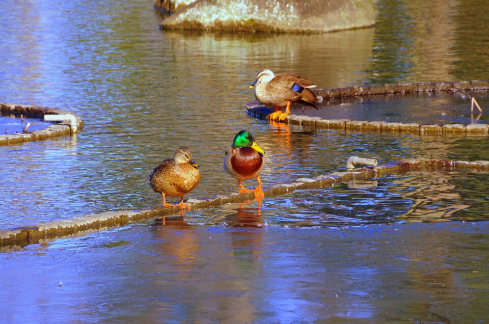 Duck pond Free photos