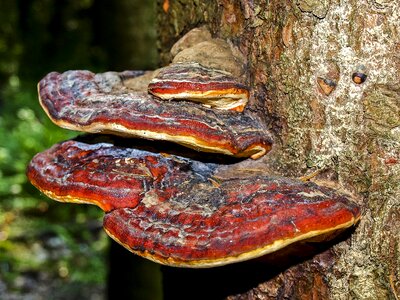 Tree fungus mushroom nature
