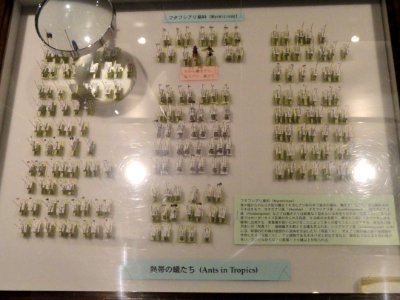 Ants in Tropics - Kyoto University Museum - DSC06477