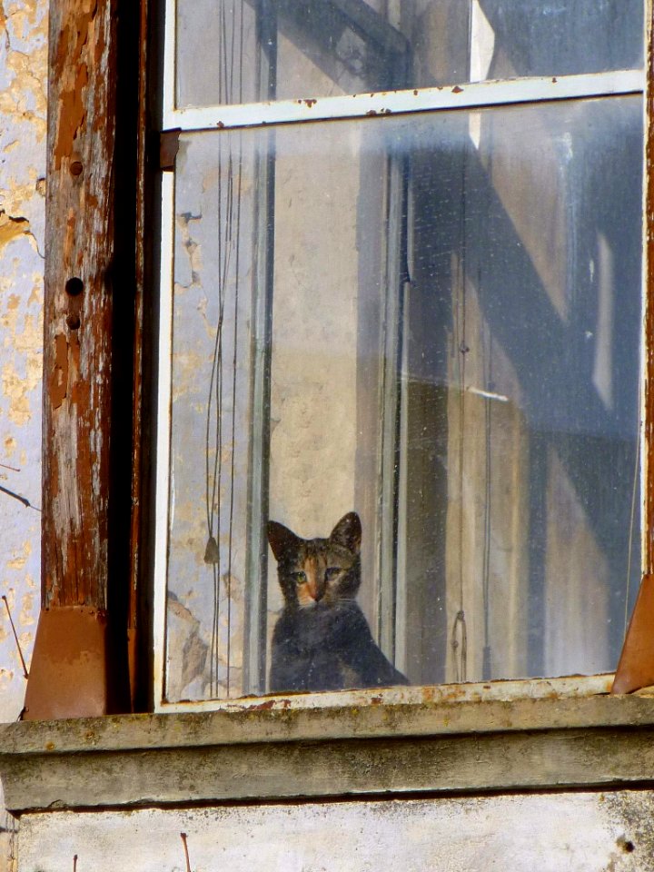 Apellániz - gatos 2