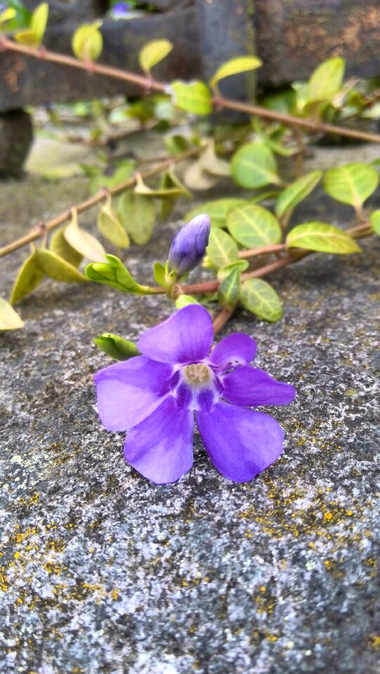 Violet muret creepy