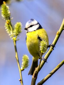 Songbird garden bird nature