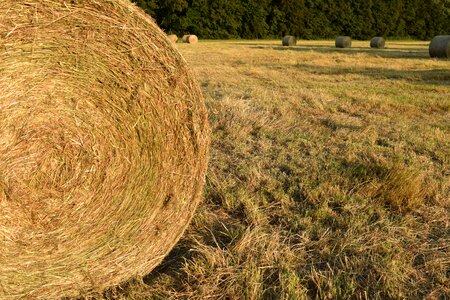 Field round bales meadow