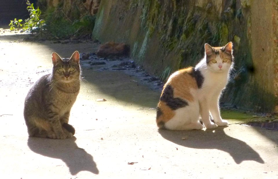 Apellániz - gatos 1