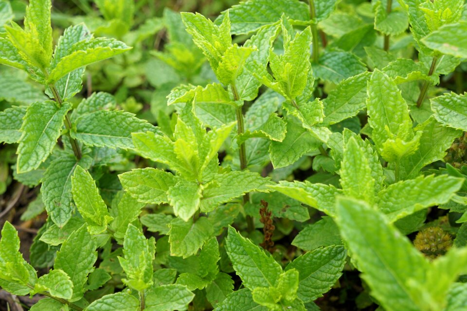 Leaves garden herbs