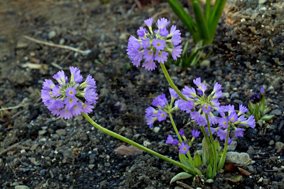 Purple plant nature
