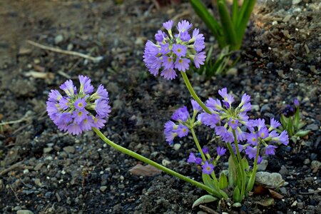 Purple plant nature photo