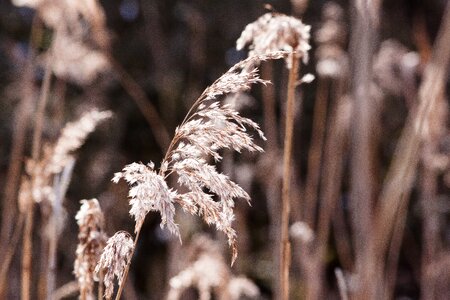 Poaceae marsh plant bluegrass