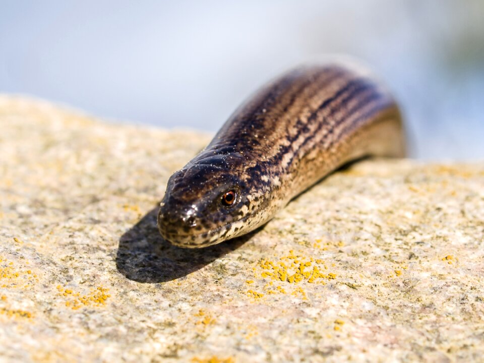 Reptile animal nature