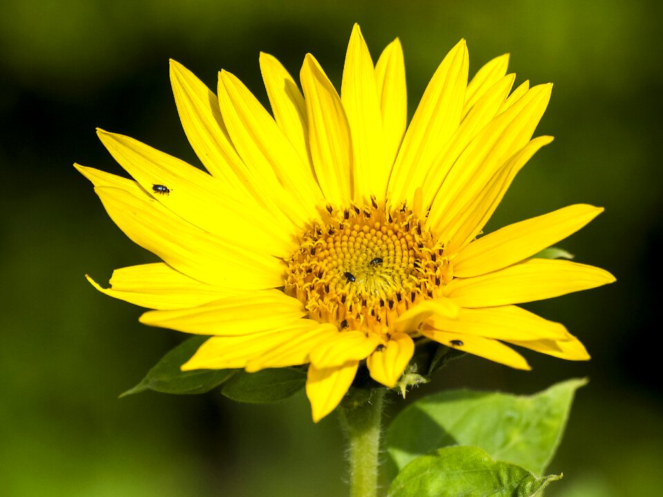Bloom plant nature