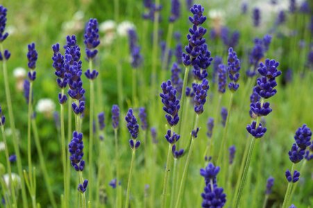 Lavender flowers fragrance violet