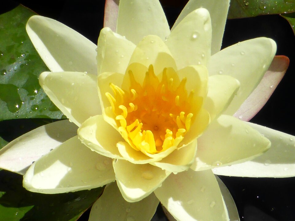 Nature plant flower