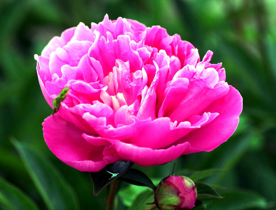 Petals flowers blossomed