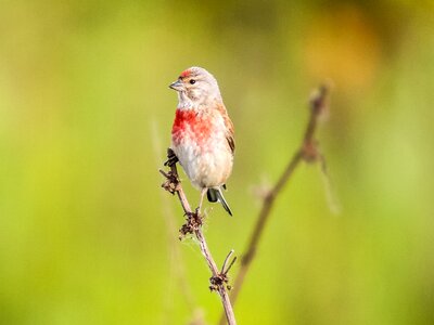 Songbird garden bird nature photo