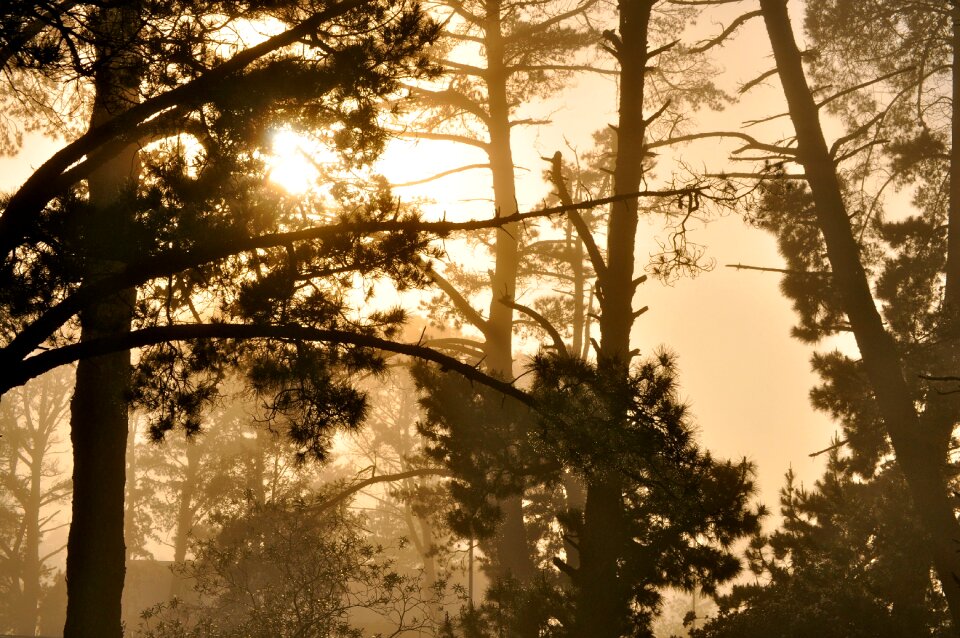 Sunset forest trees