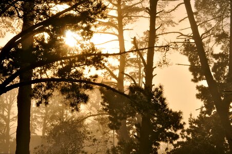 Sunset forest trees photo