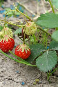 Fruit delicious fruits photo