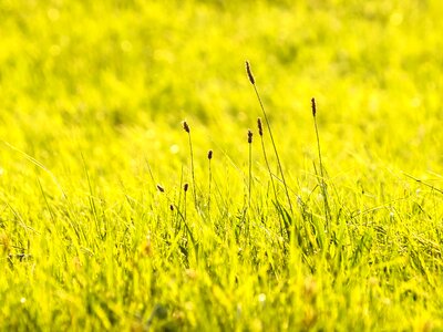 Meadow nature landscape