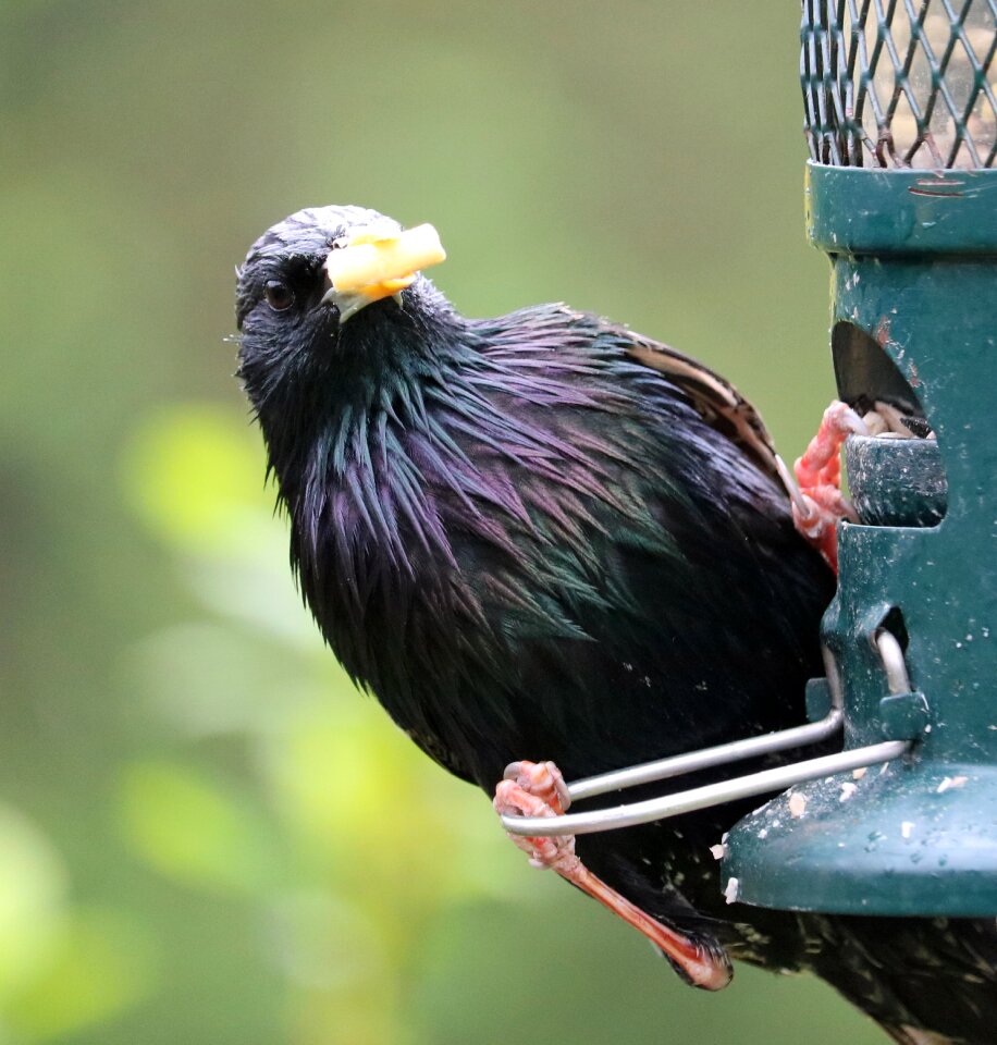 Feeder feeding bird