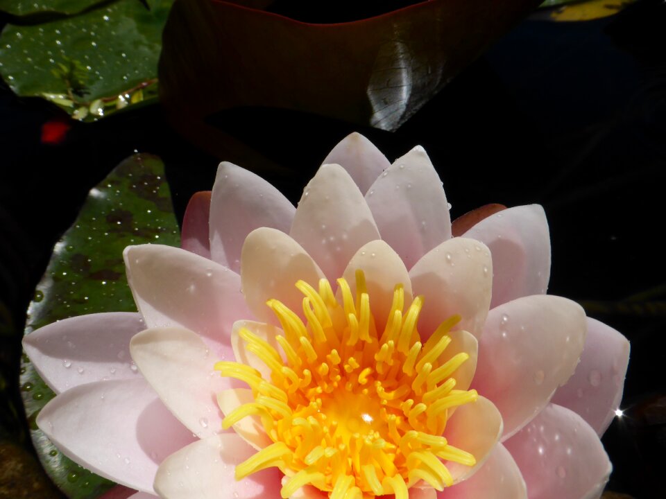 Nature zen blossom