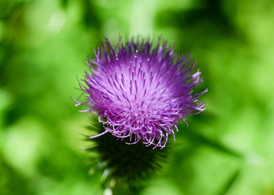 Plant green blossom